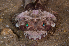 Thysanophrys cirronasus