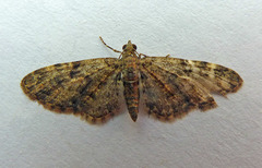 Eupithecia dodoneata