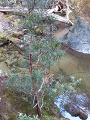 Athrotaxis cupressoides