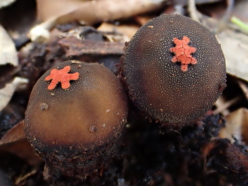 Calostoma fuscum