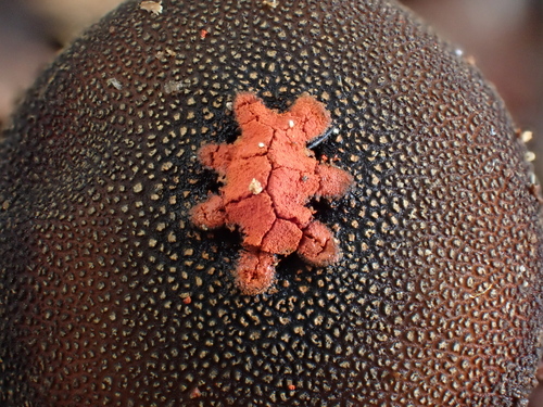 Calostoma fuscum