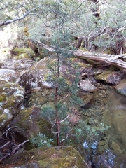 Athrotaxis cupressoides