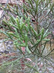 Athrotaxis cupressoides