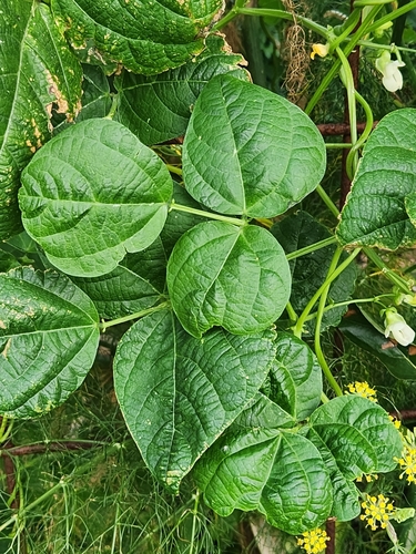 Foto de Feijão