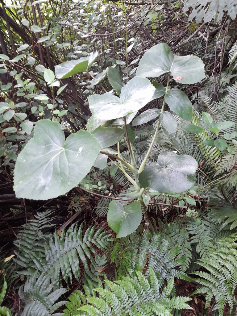 Dendroseris berteroana