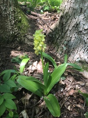 Orchis pallens