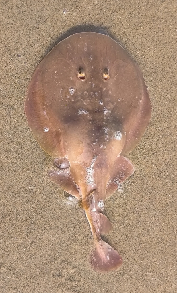 Indische sidderrog (Narcine timlei) — Narcinidae