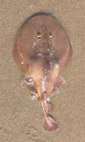 Blackspotted numbfish (Narcine timlei) — Narcinidae