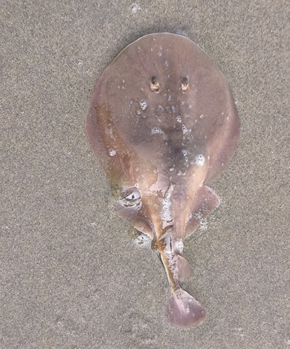 Blackspotted numbfish (Narcine timlei) — Narcinidae — 2