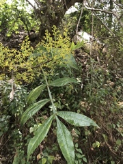Zanthoxylum simulans