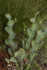 Eucalyptus cinerea
