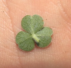 Oxalis imbricata