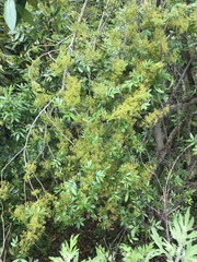 Zanthoxylum simulans