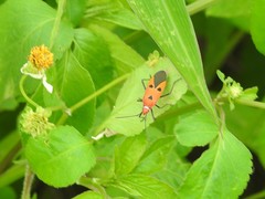 Dysdercus cingulatus