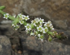 Crassula capitella thyrsiflora