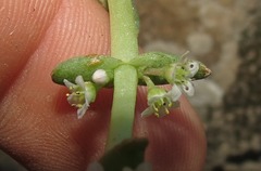 Crassula capitella thyrsiflora
