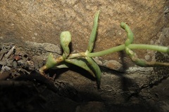 Crassula capitella thyrsiflora