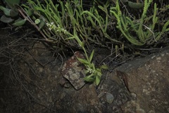 Crassula capitella thyrsiflora