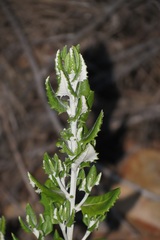 Senecio hollandii