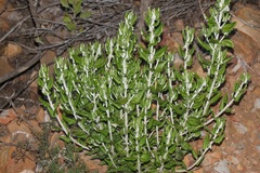 Senecio hollandii