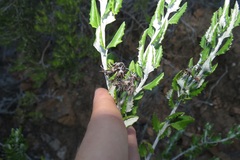 Senecio hollandii