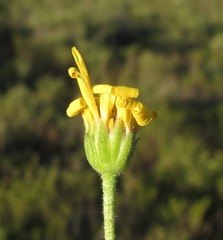 Osteospermum imbricatum