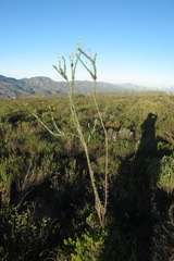 Osteospermum imbricatum