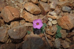 Oxalis imbricata