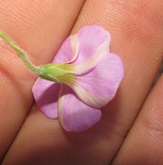 Oxalis imbricata