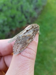 Peridea anceps