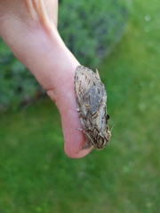 Peridea anceps