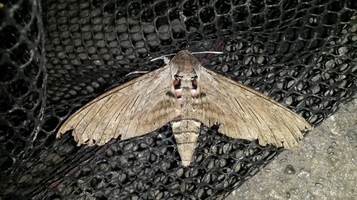 Agrius convolvuli