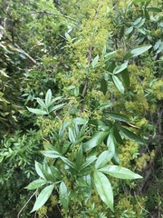 Zanthoxylum simulans