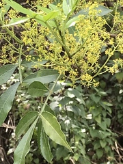 Zanthoxylum simulans