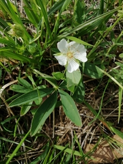 Potentilla alba