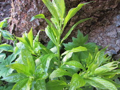 Hybanthus concolor