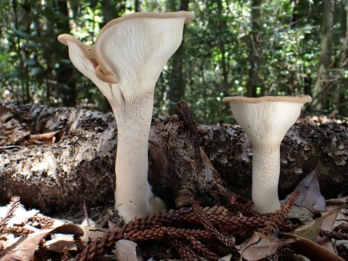 Pleurotus tuber-regium