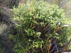 Campylostachys cernua