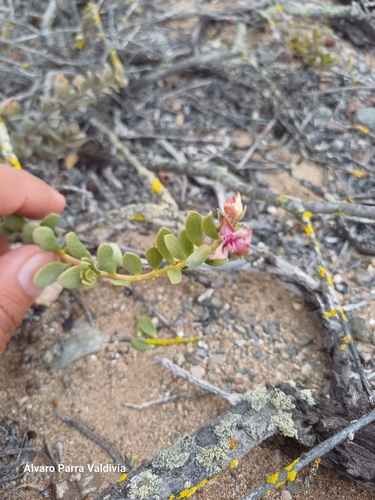 Image of Krameria cistoidea by (c) Álvaro Parra Valdivia, some rights reserved (CC BY)