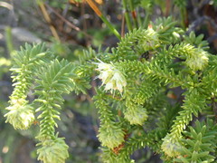 Campylostachys cernua