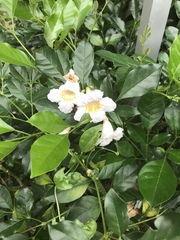 Tecomeae