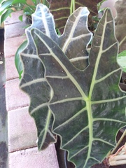 Alocasia amazonica