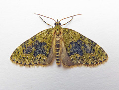 Acasis viretata