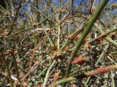 Ephedra antisyphilitica