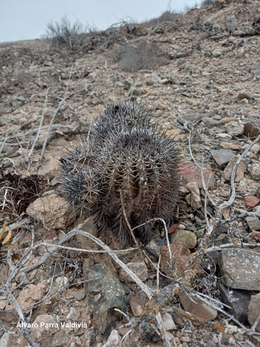 Copiapoa echinoides