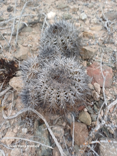Copiapoa echinoides