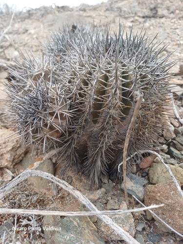 Copiapoa echinoides