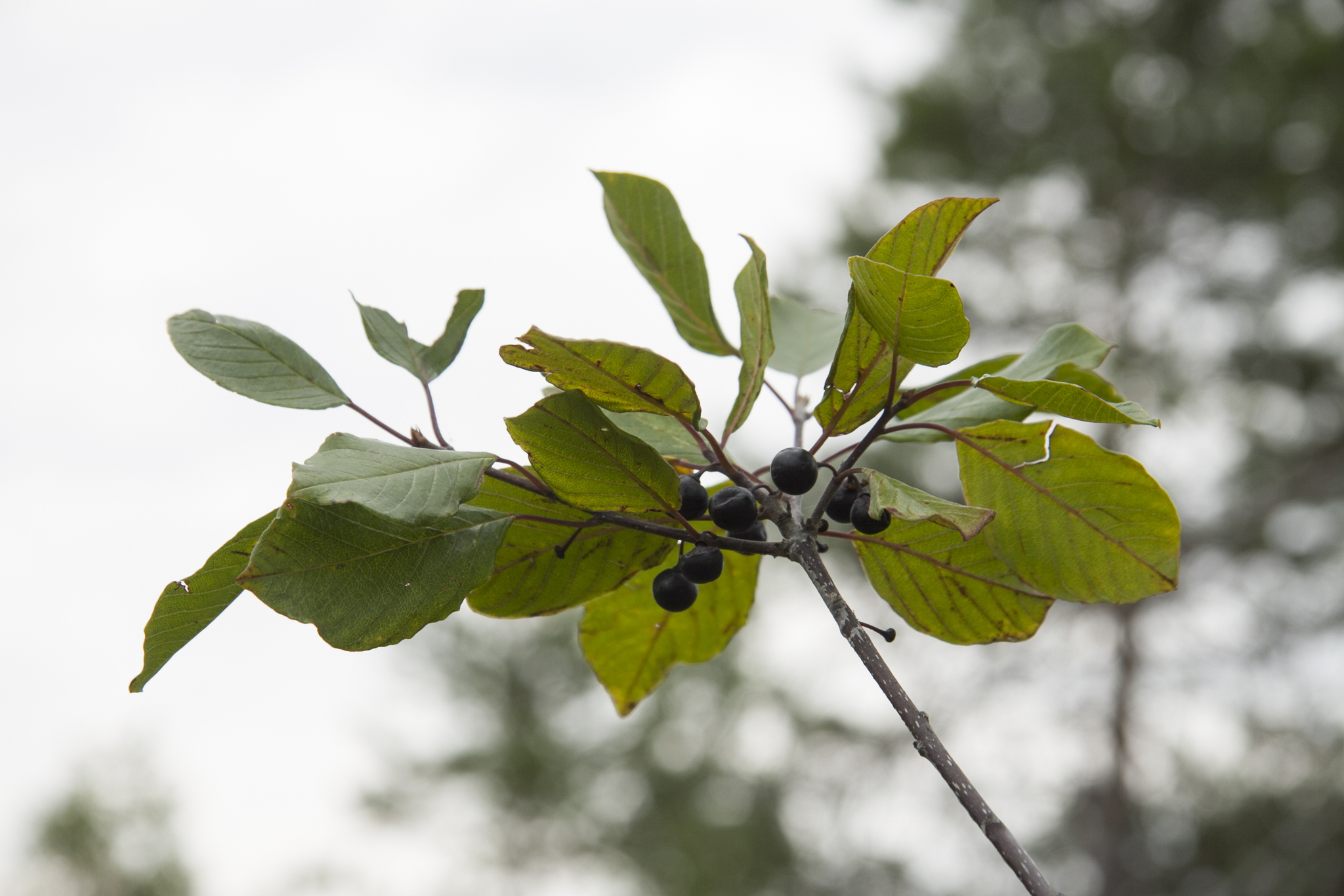 Faulbaum (Frangula alnus): Herkunft und Verwendung — foto 3