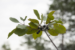 Faulbaum (Frangula alnus): Herkunft und Verwendung — Foto 3