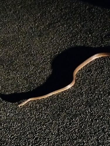 Brown Tree Snake sighting